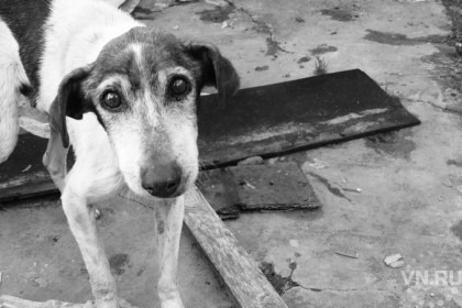 Привязать собак требуют жители Здвинского района