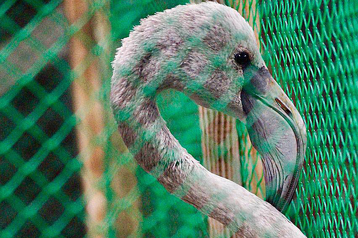 Квартиру в зоопарке Новосибирска получил сирота-фламинго из Колывани