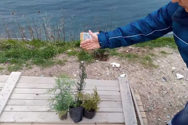 Сотни саженцев можжевельника везет из Донбасса в Новосибирск депутат Антонов