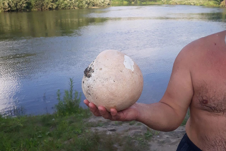 Яйцо дракона отыскал грибник в лесу Новосибирской области