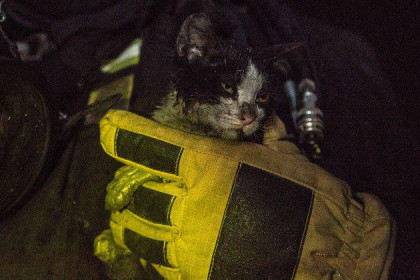 Фото спасенного кота с пожара под Новосибирском восхитило Сеть
