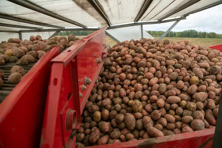 Массовое заражение картофеля вирусами опровергли в Новосибирской области