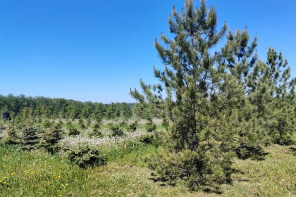 В лесных питомниках региона переходят на новую технологию выращивания деревьев