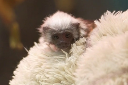 В зоопарке Новосибирска подрастает редкий эдипов тамарин Бусинка