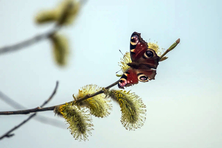 В Новосибирской области вводится особый противопожарный режим с 25 апреля