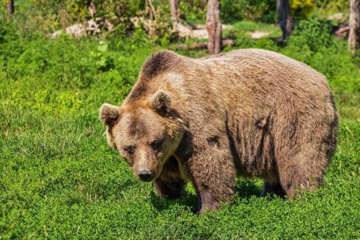 Поиски сбежавшего медведя прекратили в дендропарке Новосибирска