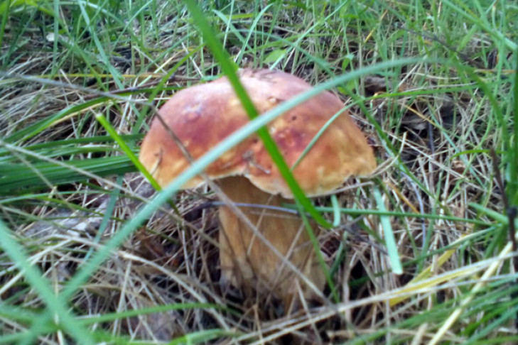 Сутки искали 80-летнего грибника в поселке Кувшинка под Новосибирском