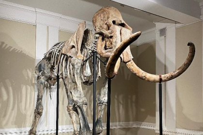 Загадка кладбища мамонтов в Каргате – археологи рассказали об удивительных находках сезона-2021