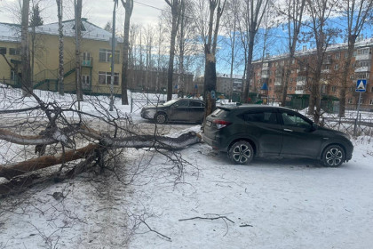 Бастрыкин взял на контроль дело об упавшем дереве на школьника в Новосибирске