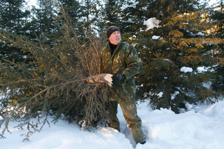 Новогодние елки в Новосибирск поступят из Бердского лесхоза