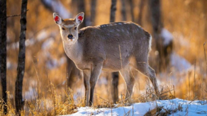 Косули массово застревают на льду в Новосибирской области из-за ранней миграции