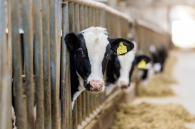 Ограничения из-за пастереллёза и бешенства отменят в Новосибирской области к началу мая