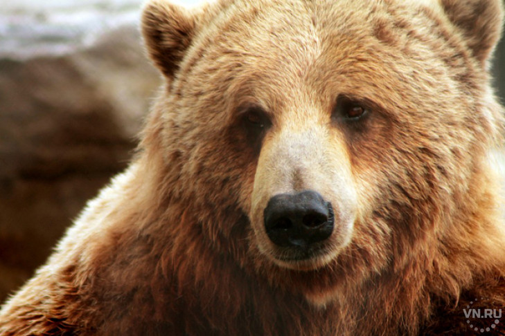 Про медведей на улицах Новосибирска рассказал канадский хоккеист