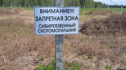 В Новосибирской области за год закрыли 88 скотомогильников