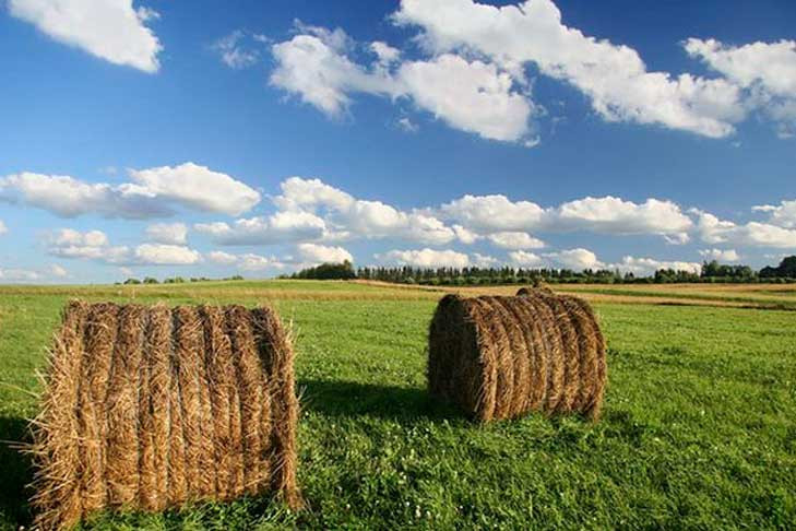 До 6 млрд рублей увеличится господдержка аграриев в Новосибирской области