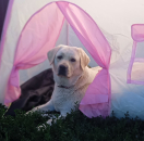 Ограничить число домашних животных в квартирах призвали в Госдуме