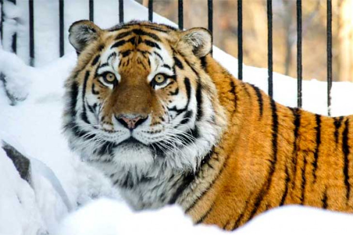 Тигр-старик отметил юбилей в Новосибирском зоопарке