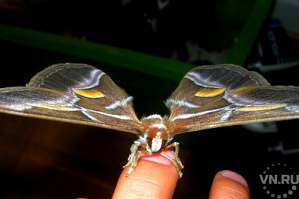 Бабочки непарного шелкопряда размножаются в лесах области