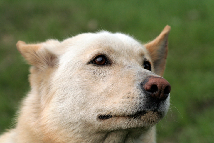 Зарезал и выбросил труп из окна: живодера отдали под суд в Новосибирске