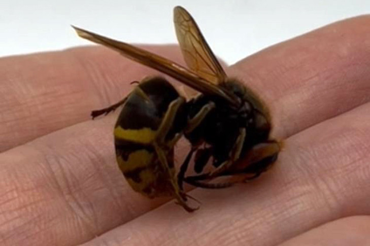 Смерть от укуса шершня в Новосибирске объяснил терапевт Бахтин