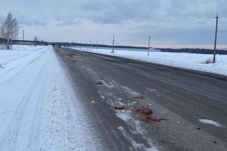 Грузовик полный куриных шкур вывалили прямо на обочину дороги под Новосибирском