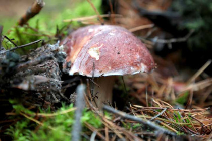 Как легко сушить червивые грибы: ученый раскрыл простой и неожиданный секрет