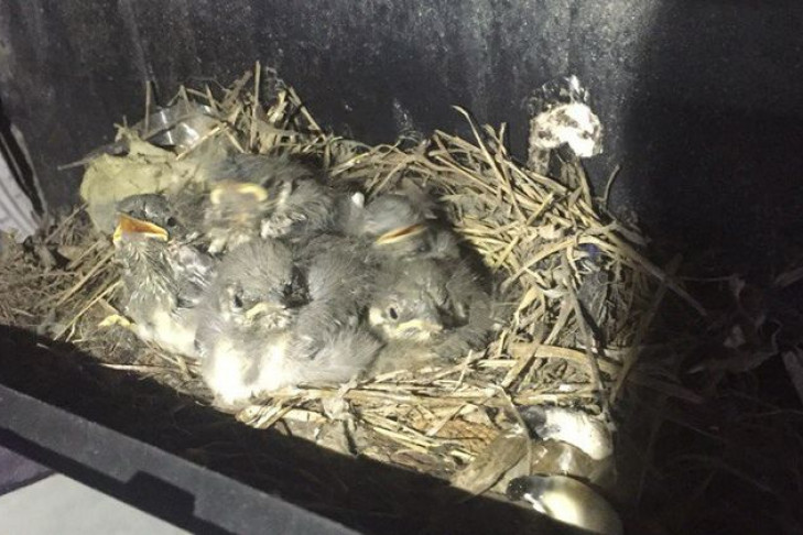 Гнездо с птенцами обнаружили под бампером BMW X5