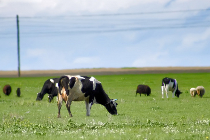 Двенадцать коров съели медведи в Венгеровском районе