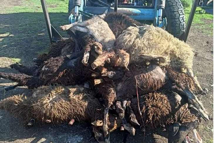Люди взялись за вилы: собаки растерзали стадо овец в Новосибирской области