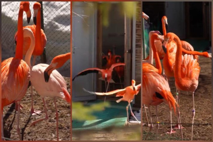 Розовые фламинго вышли на первые весенние прогулки в Новосибирском зоопарке