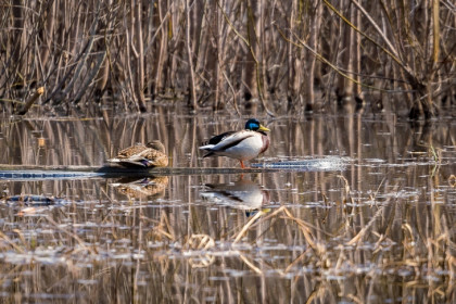 Китай скупил больше 300 тонн пуха и перьев в Новосибирске