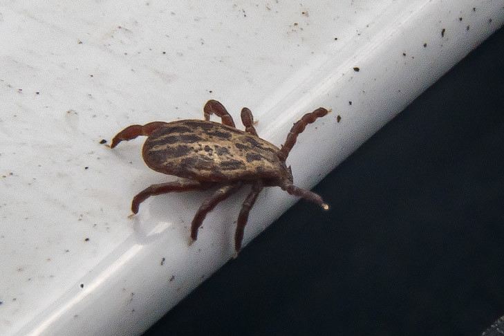 Клещи в Новосибирской области несут новую угрозу