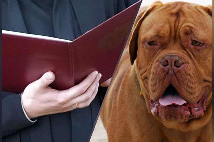 Суд вынес приговор экс-судье за незаконные поиски пса по кличке Зидан