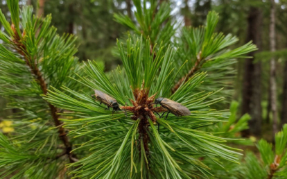 Прогноз для новосибирских лесов на 2026 год