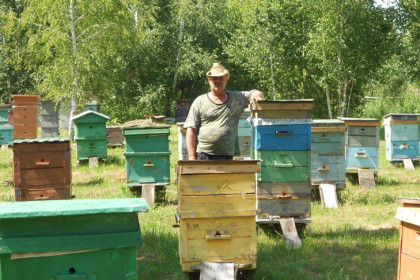 Мёд полон яда: пчеловоды посчитали убытки из-за обработки полей под Новосибирском
