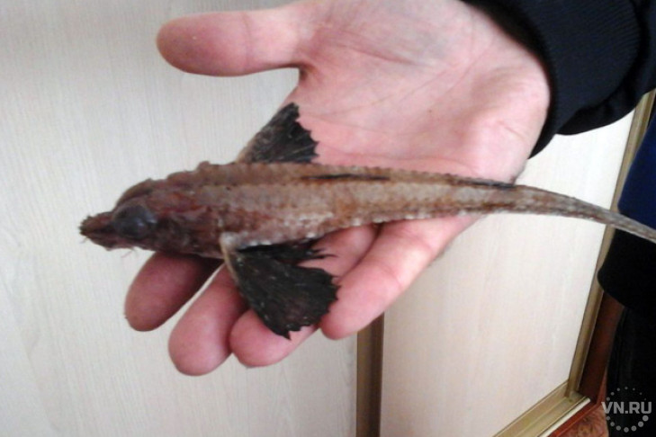 Жуткая рыба с крыльями впервые поймана в Новосибирской области