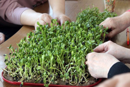 Как вырастить микрозелень у себя дома: пошаговая инструкция