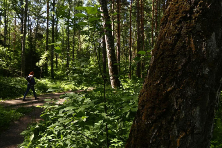 Обезображенную мертвую женщину нашли в лесу Бердска