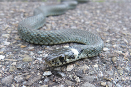 Змея проникла на детскую площадку в Новосибирске