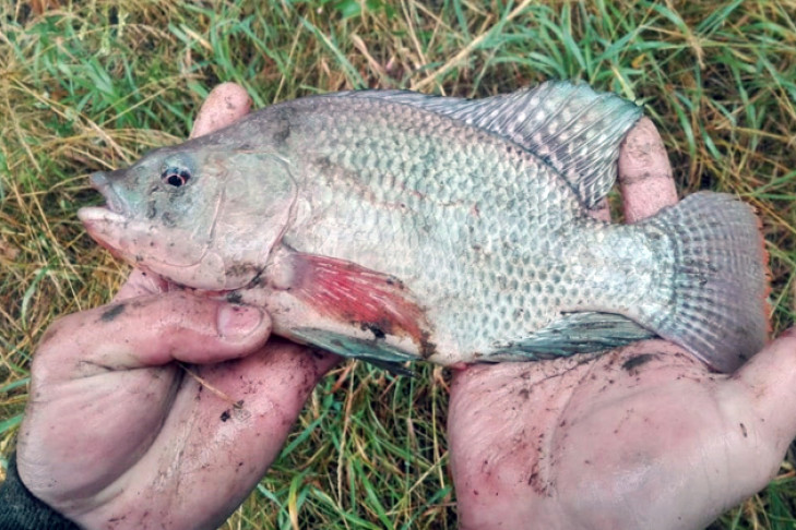 Африканскую рыбину поймал и съел житель Академгородка