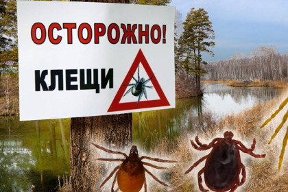 Энтомолог Екатерина Гризанова предупредила новосибирцев о наноклещах осенью-2026