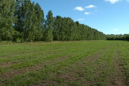 Миллионы новых деревьев высадили в Новосибирской области