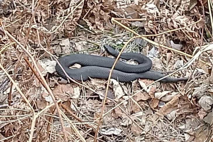 Гадюки проснулись и напугали жителей Академгородка в Новосибирске