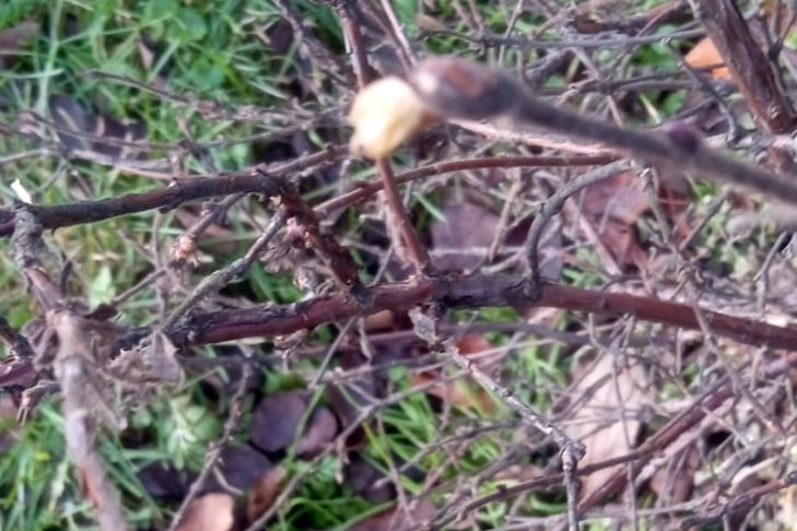 Чудо природы: в Новосибирской области зацвела жимолость