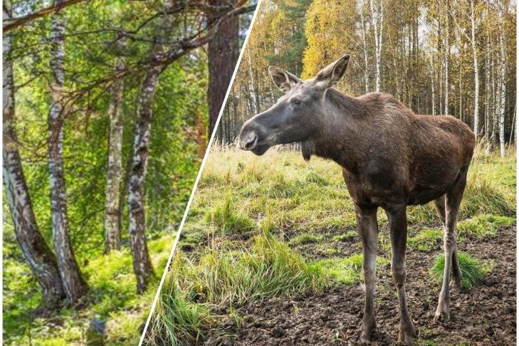 Причину гибели лося в Академгородке выясняют в региональном минприроды