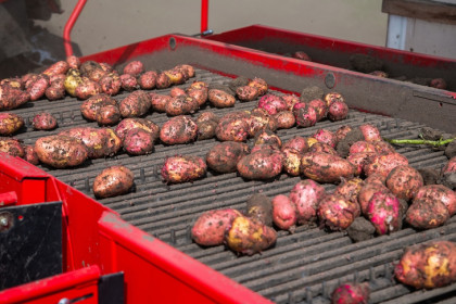 Картофель из Израиля появился в магазинах Новосибирска