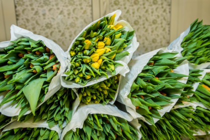 Голландские луковицы тюльпанов планируют импортозаместить в Новосибирске