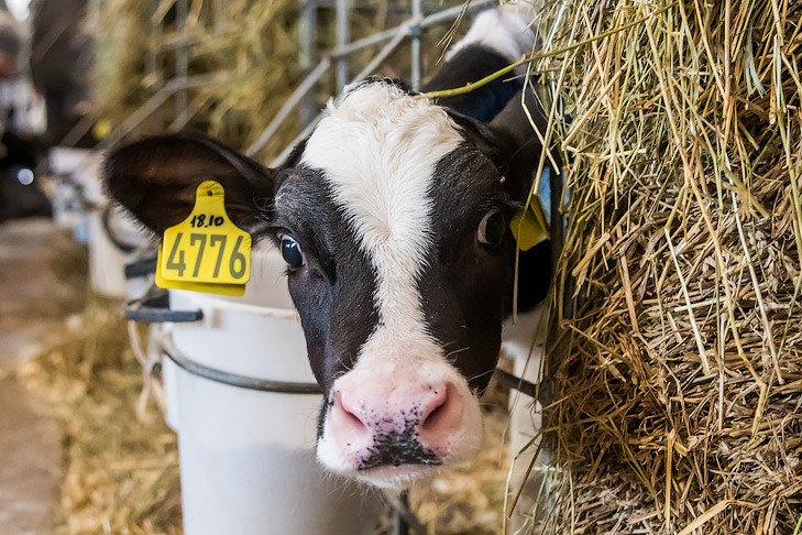 В регионе восстанавливают поголовье сельскохозяйственных животных
