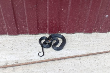 Черная змея заползла на территорию школы в Новосибирской области
