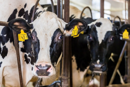 В Новосибирской области выплаты за изъятый скот получают максимально оперативно